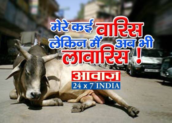 आवारा पशुओं का कानूनी अभिभावक भी हुआ गायब ! धरातल की स्थिति बेहद दयनीय